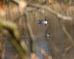 Greylag goose Anser anser and Eurasian coot Fulica atra swimming on lake photo