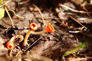 A group of Microstoma protractum fungi growing on the forest ground photo