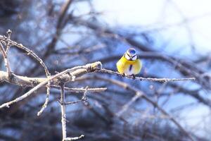 Blue tit Cyanistes caeruleus sitting on a frosty twig in sunlight photo