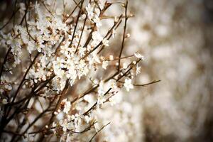 Fresh blossoms of the cherry plum Prunus cerasifera photo