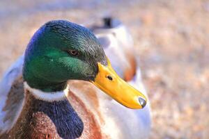 Portrait of a male mallard Anas platyrhynchos photo