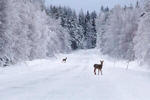Two roe deer Capreolus capreolus on a snowy winter road photo