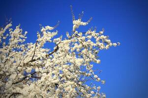 Blooming cherry plum Prunus cerasifera tree with blue sky photo