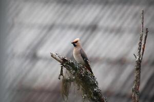 The Bohemian waxwing Bombycilla garrulus on a lichen covered tree with gray roof in background photo