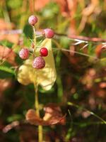 Patterned berries of the May lily Maianthemum bifolium photo
