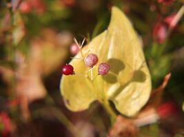 Patterned berries of the May lily Maianthemum bifolium photo