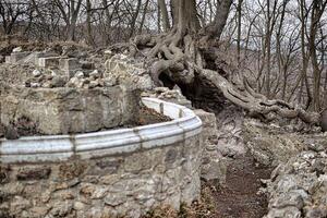 Castle ruin and gnarly linden tree in castle ruin Lauenburg in Saxony-Anhalt, Germany photo