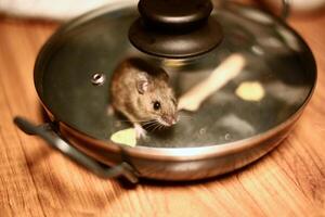 House mouse Mus musculus trapped in a kitchen pan photo
