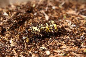 Colony of forest ants eating an apple core photo