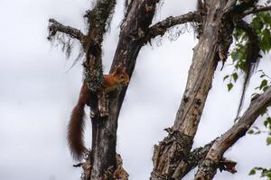 Eurasian red squirrel Sciurus vulgaris sitting on a dead tree photo