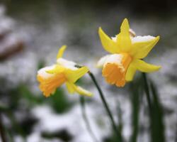 Wild daffodil Narcissus pseudonarcissus in fresh snow photo