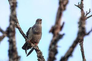 Common cuckoo Cuculus canorus sitting in a dead tree photo