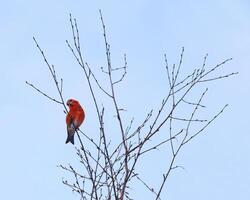 Colorful male parrot crossbill Loxia pytyopsittacus watching curiously photo