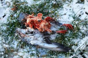 Decomposing remains of a dead pigeon in the grass photo