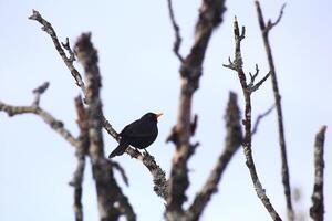 Common blackbird Turdus merula sitting in a bare tree photo
