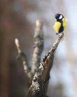 Great tit Parus major sitting on top of a dead tree photo