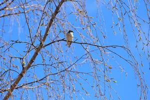 Male European pied flycatcher Ficedula hypoleuca sitting in dense birch twigs in spring photo