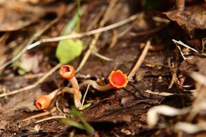 A group of Microstoma protractum fungi growing on the forest ground photo