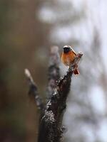 Common redstart Phoenicurus phoenicurus sitting on top of a dead tree photo