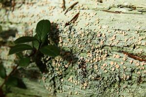 Rotting wood covered in the lichen species Icmadophila ericetorum photo