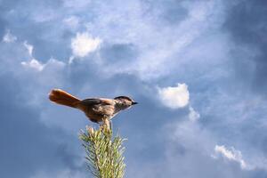 Siberian jay Perisoreus infaustus sitting on top of a pine with dark clouds and sunshine photo