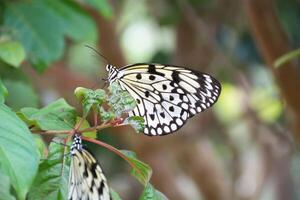 A butterfly is perched on a leafy branch photo
