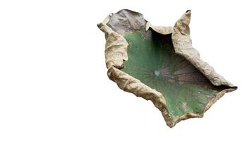 Cut out image of an almost dry lotus leaf on a white background with clipping paths. Ideal for various design projects and educational purposes. photo