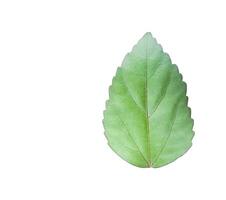 Cut out Hibiscus rosa sinensis L leaf also known as Rose Mallow or Chinese Rose on a white background with clipping paths for versatile design use photo