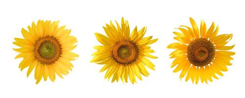 Radiant sunflower cut out on a white background, highlighting its golden petals, textured center, and lush green stem. Perfect for graphic design, educational use, or eco themed projects photo