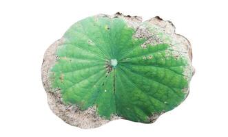 Cut out image of an almost dry lotus leaf on a white background with clipping paths. Ideal for various design projects and educational purposes. photo
