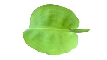 Cut out of Limnocharis flava leaf with precise clipping paths on a white background. The vibrant, green aquatic plant with delicate leaf is suitable for use in nature and water garden designs. photo