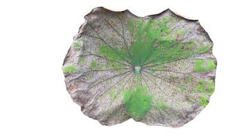 Cut out image of an almost dry lotus leaf on a white background with clipping paths. Ideal for various design projects and educational purposes. photo