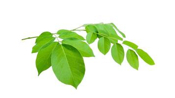 Cut out Pterocarpus Macrocarpus or Burma padauk leaves with clipping paths on white background photo