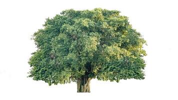 Cut out of tree on white background with clipping paths. The detailed structure and lush foliage are highlighted, emphasizing natural beauty and form of trees photo