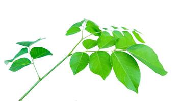 Cut out Pterocarpus Macrocarpus or Burma padauk leaves with clipping paths on white background photo