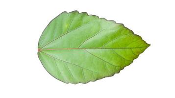 Cut out Hibiscus rosa sinensis L leaf also known as Rose Mallow or Chinese Rose on a white background with clipping paths for versatile design use photo