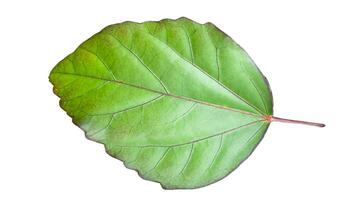 Cut out Hibiscus rosa sinensis L leaf also known as Rose Mallow or Chinese Rose on a white background with clipping paths for versatile design use photo