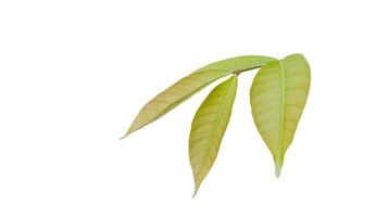 Cut out of young Queen Crepe Myrtle on a white background with clipping paths. The detailed structure emphasizing the leaves natural beauty and form. photo