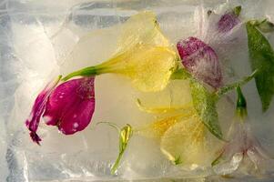 A variety of colorful flowers trapped in ice create a stunning visual effect, emphasizing the intricate details of each petal and leaf, reflecting light beautifully photo