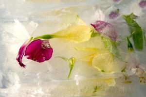 Delicate flowers are preserved in ice, creating a stunning display of vibrant colors and intricate textures. This artwork highlights nature's beauty and creativity photo