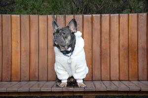A French bulldog wearing a cozy white hoodie is sitting on a wooden bench in a park on a sunny day, showcasing a relaxed demeanor photo
