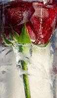 A striking red rose stands elegantly within a block of ice, showcasing its vibrant petals and green stem. The cold environment highlights its beauty and fragility photo