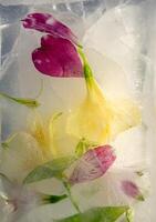 Delicate flowers in varying shades of pink and yellow are encased in crystal-clear ice. The frozen arrangement highlights the intricate details of the petals, emphasizing nature's beauty photo