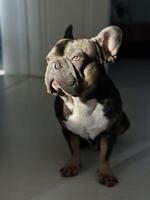 A French bulldog sits quietly in a sunlit corner of the room, showcasing a playful expression under soft afternoon light photo