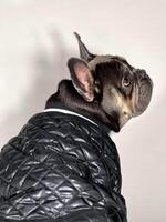 A French bulldog showcases its adorable profile while wearing a sleek black jacket, creating an endearing moment indoors photo