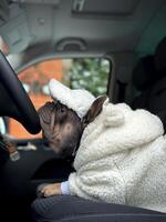 A French bulldog dressed in a fluffy white coat and hat sits in the driver's seat, looking out while parked in a car on a chilly day photo