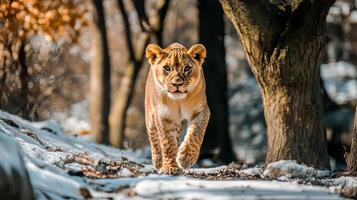 A adorable big lion cub walks across a dry grass field, gazing at the camera with an alert expression. photo