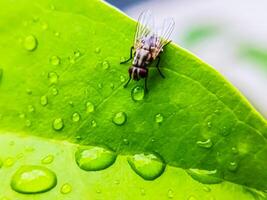 Cochliomyia hominivorax, the New World screw-worm fly, or screw-worm for short, is a species of parasitic fly that is well known for the way in which its larvae, maggots eat the living tissue. photo