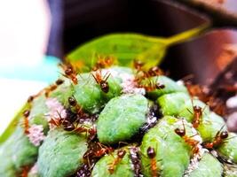 The teamwork concept. World of the ant. Close up Red Weaver ants in the garden. photo