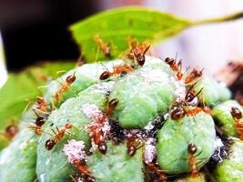 The teamwork concept. World of the ant. Close up Red Weaver ants in the garden. photo